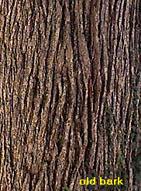 Rough, textured bur oak bark with vertical grooves.