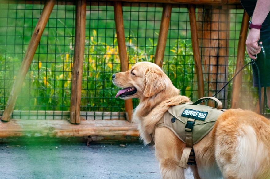 Yellow dog in service dog vest on a leash walking in front of a grass lawn